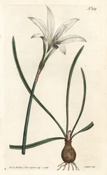 Virginia Amaryllis - Atamasco-lilje, Zephyranthes atamasco (Amaryllis atamasco) - Håndfarget kobberstikk av Sansom etter en illustrasjon av Sydenham Edwards fra William Curtis' Botanical Magazine, London