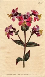 Virginia rhexia, med lilla og rosa blomster Virginian rhexia, med fargerike rosa og lilla blomster. Rhexia virginica. Håndfarget kobberstikk fra en botanisk illustrasjon av Sydenham Edwards fra William Curtis