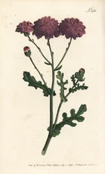 Vill cineraire - Lilla jordsel eller ragwort, Senecio elegans. Håndfarget kobberstikk av Sansom etter en illustrasjon av Sydenham Edwards fra William Curtis' Botanical Magazine, London