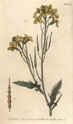 Vill reddik, Raphanus raphanistrum, Siliquosa. Håndfarget kobberstikk av F. Sansom av en botanisk illustrasjon av Sydenham Edwards for William Curtis