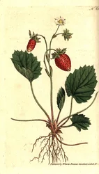 Villjordbær, Fragaria vesca (Enbladet jordbær eller jordbær fra Versailles, Fragaria monophylla). Håndfarget kobberstikk etter en botanisk illustrasjon fra William Curtis