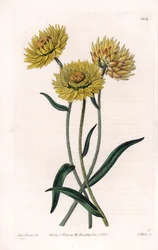 Xerochrysum variete, endemisk i Australia - Gravert av S.Watts, fra en illustrasjon av Sarah Anne Drake (1803-1857), fra Botanical Register of Sydenham Edwards (1768-1819), England