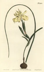 Gul eskulentrotet moraea, Moraea fugax (Moraea edulis). Håndfarget kobberstikk av F. Sansom Jr. etter en illustrasjon av Sydenham Edwards fra William Curtis' Botanical Magazine, T. Curtis, London