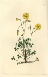 Gul skogsorrel, Oxalis micrantha (Cummings oxalis, Oxalis cummingii). Håndfarget kobberstikk av S. Watts etter en illustrasjon av William Herbert fra Sydenham Edwards