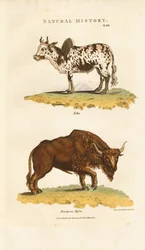 Sebu og europeisk bison