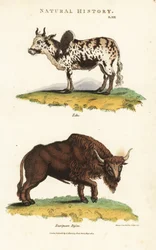 Zebu og bison - Zebu humped storfe, Bos indicus, og europeisk bison, Bison bonasus. Håndfarget kobberstikk etter Sydenham Edwards fra John Mason Goods Pantologia, a New Encyclopedia, G. Kearsley, London