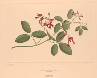 Banks#39; Florilegium Plate 74 Kennedia Rubicunda