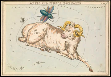 Væren og Musca borealis, ca. 1825 (kort, papir, silkepapir)