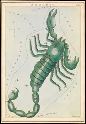 Skorpionen, ca. 1825 (kort, papir, silkepapir)