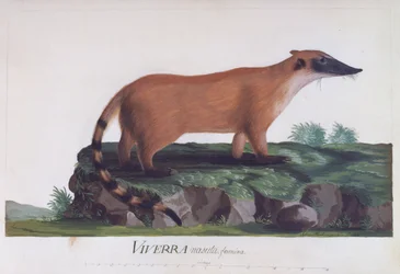 Kvinne av Viverra nasuta, farget gravering av Sidney Parkinson (ca 1745-1771)