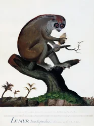 En saktegående lemur