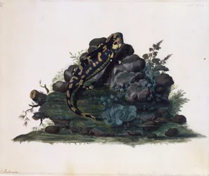 Salamander, akvarell av Sidney Parkinson (ca 1745-1771), Storbritannia