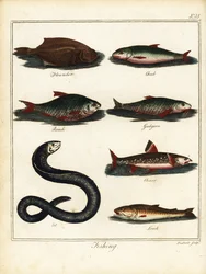 Fiske: flyndre, lubbe, mort, løkke, røye, ål, loach. 1792 (gravering)