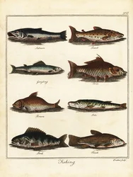 Fiske: laks, ørret, harr, karpe, brasme, gjedde, abbor, tenc 1792 (gravering)