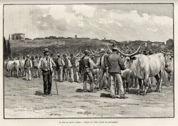 Biffmessen i Siena (Italia). Gravering av Taylor for å illustrere historien "" A travers la Tuscane"" av Eugene Muntz (1845-1902), i Le tour du Monde 1892, regissert av Edouard Charton (1807-1891), Hachette, Paris.