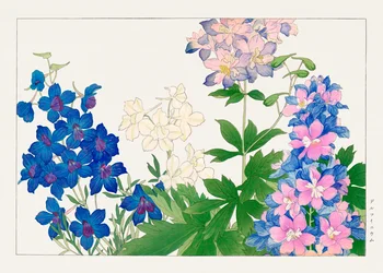 Delphinium blomst fra quot;Seiyou Sokazufuquot;