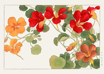 Nasturtium blomst fra quot;Seiyou Sokazufuquot;