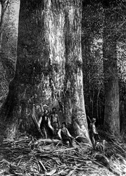 Kjempeeukalyptus, Australia, 1886