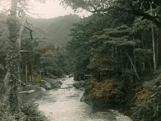 Høstskog i Yamanaka-regionen, cirka 1900–1915 (fotografi)