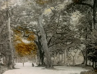 Hundreårige trær i Shimogamo-parken, Kyoto, cirka 1900–1915 (fotografi)