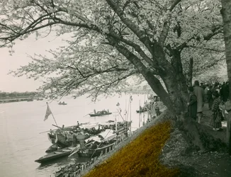 Kirsebærtre i blomst ved dammen ved Mukojima Hyakkaen rundt 1900 - 1915 (fotografi)