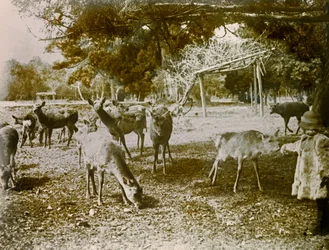 Dåhjort på frifot i Nara, ca. 1900–1915 (fotografi)
