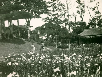 Horikiri Shōbu-ens irishage i Tokyo, ca. 1900-1915