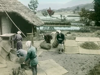 Bønder som renser ris ved kanten av rismarker i Japan, ca. 1900–1915 (fotografi)
