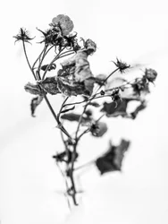 Amid the Flowers 10, 2021 (s/hvitt-bilde)