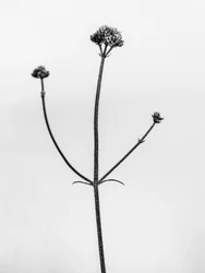 Amid the Flowers 11, 2021 (s/hvitt-bilde)