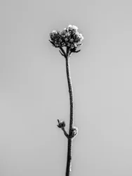 Amid the Flowers 16, 2021 (s/hvitt-bilde)