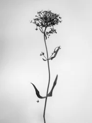 Amid the Flowers 21, 2021 (s/hvitt-bilde)
