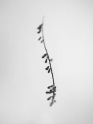 Amid the Flowers 22, 2021 (s/hvitt-bilde)