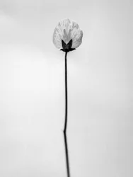 Amid the Flowers 26, 2021 (s/hvitt-bilde)