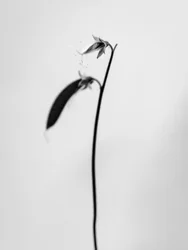 Amid the Flowers 27, 2021 (s/hvitt-bilde)