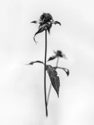 Amid the Flowers 28, 2021 (s/hvitt-bilde)