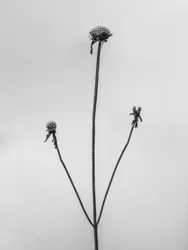 Amid the Flowers 2, 2021 (s/hvitt-bilde)