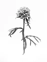 Amid the Flowers 36, 2021 (s/hvitt-bilde)