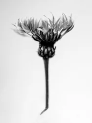 Amid the Flowers 37, 2021 (s/hvitt-bilde)
