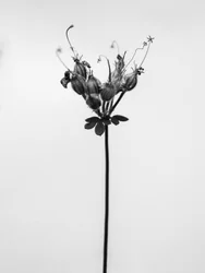 Amid the Flowers 42, 2021 (s/hvitt-bilde)