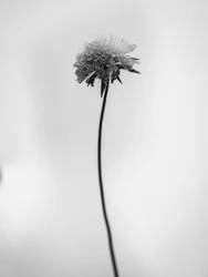 Amid the Flowers 44, 2021 (s/hvitt-bilde)