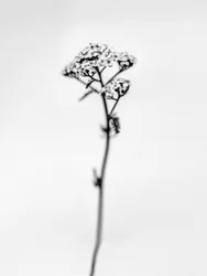 Amid the Flowers 47, 2021 (s/hvitt-bilde)