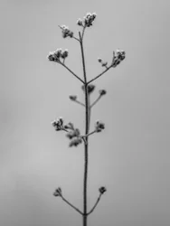 Amid the Flowers 4, 2021 (s/hvitt-bilde)