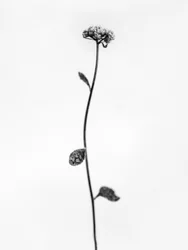 Amid the Flowers 50, 2021 (s/hvitt-bilde)