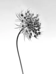 Amid the Flowers 52, 2021 (s/hvitt-bilde)