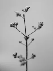Amid the Flowers 5, 2021 (s/hvitt-bilde)