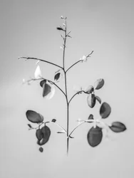 Amid the Flowers 60, 2021 (s/hvitt-bilde)