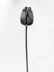 Amid the Flowers 63, 2021 (s/hvitt-bilde)