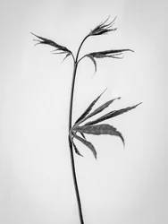 Amid the Flowers 65, 2021 (s/hvitt-bilde)