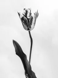 Amid the Flowers 71, 2021 (s/hvitt-bilde)